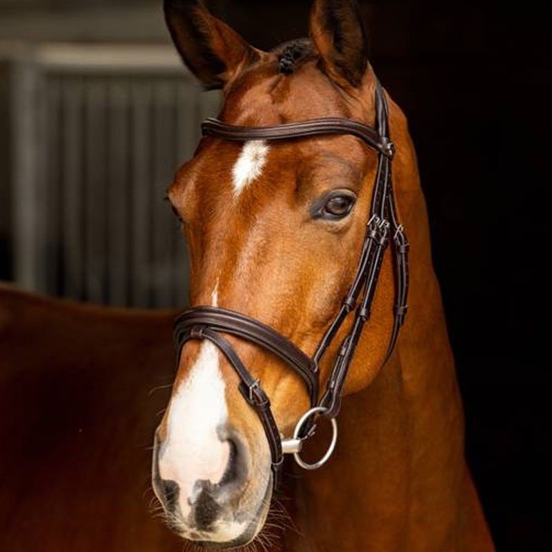 Bridon-Arika-Flash-marron-lemieux-gana horse